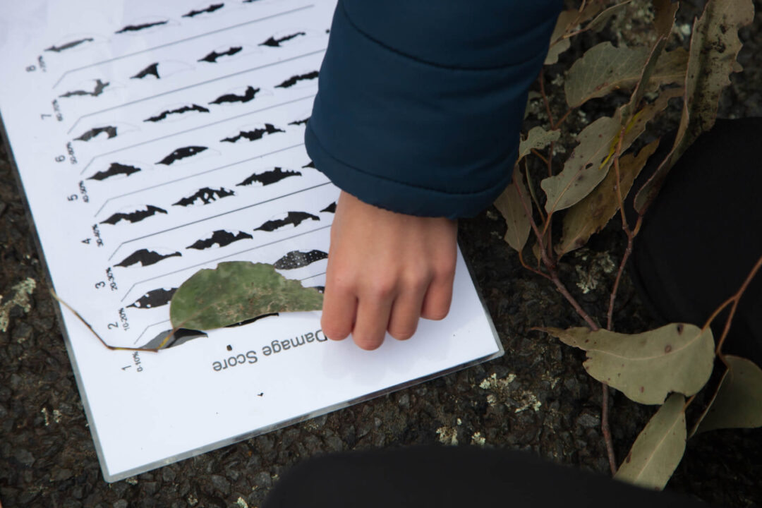 Forest Education Foundation The stories behind our trees