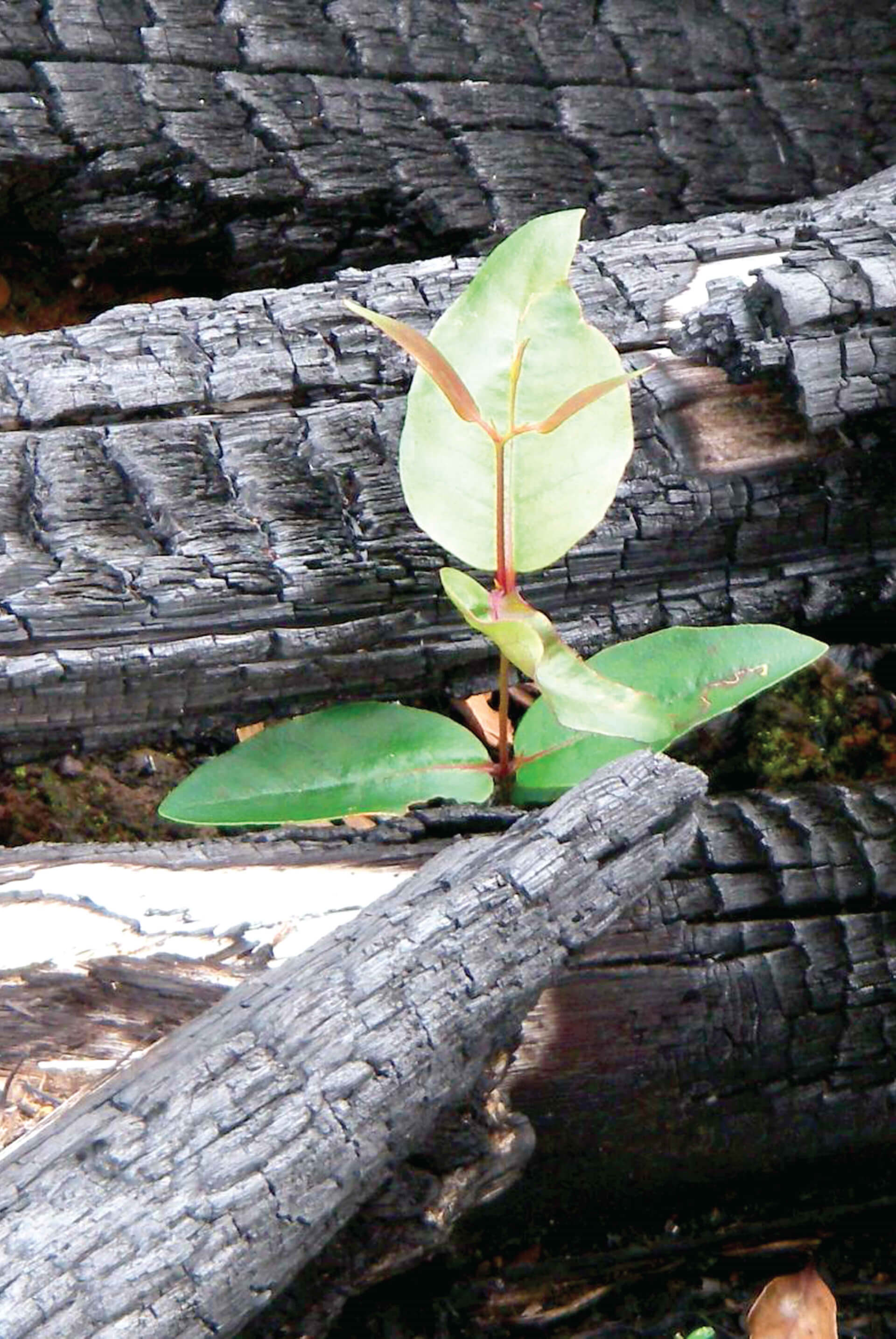 leaf in a log
