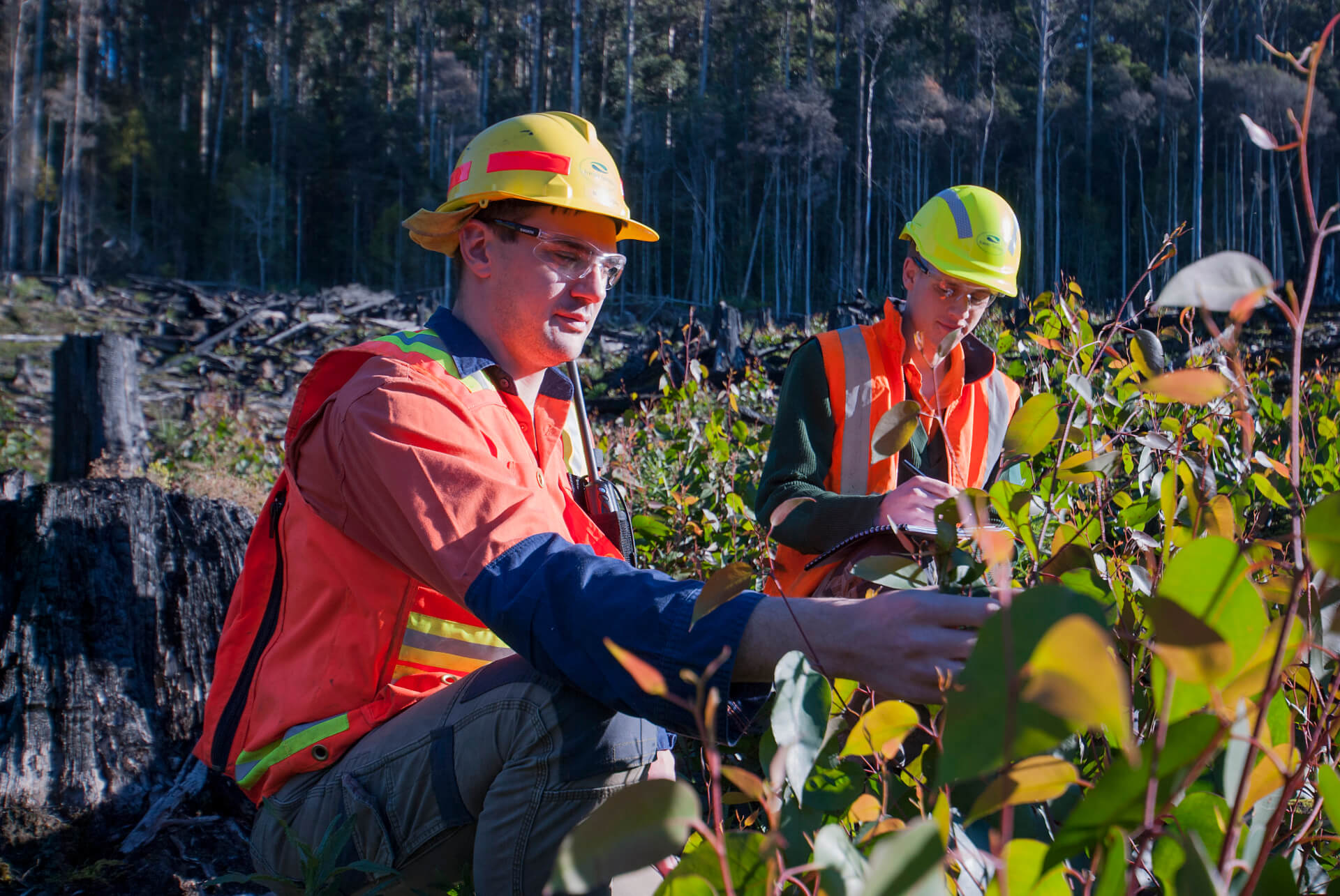 Some foresters