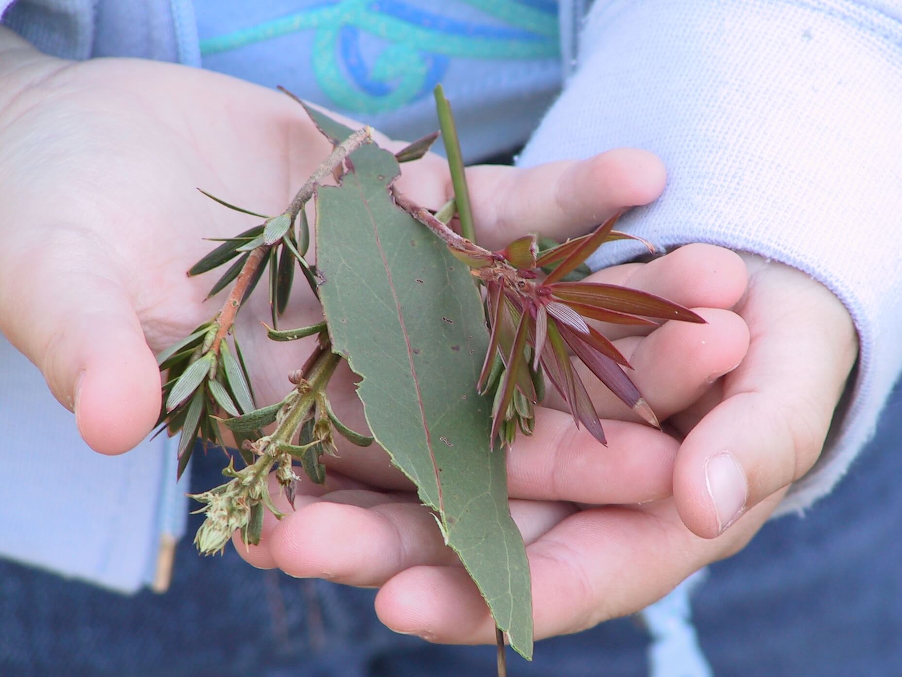 Children exploring a map with leaves