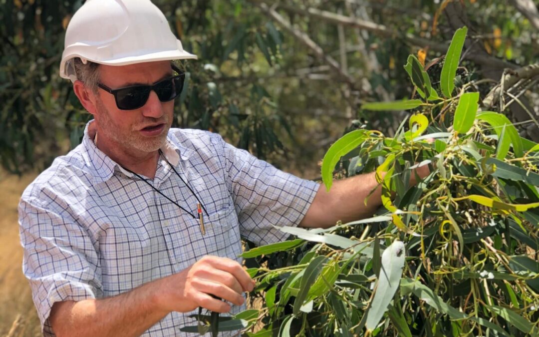 Kelsey Joyce- Tree Improvement Manager