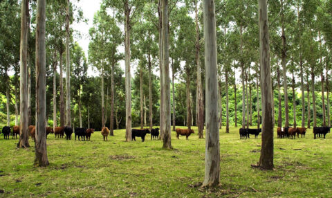 Trees on Farms Primary Programs | Forest Education Foundation