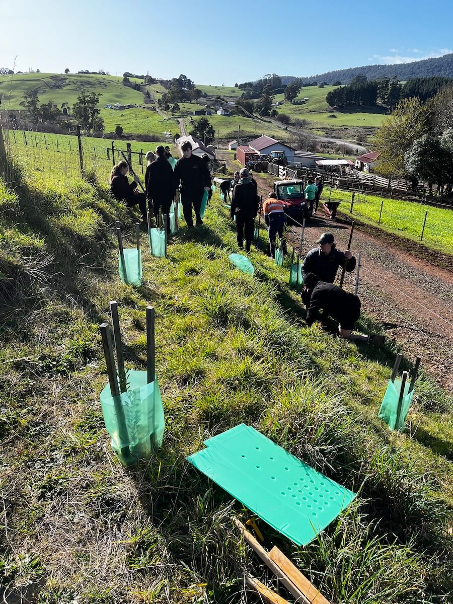 Students planting seedlings along a paddock on Scottsdale school farm.