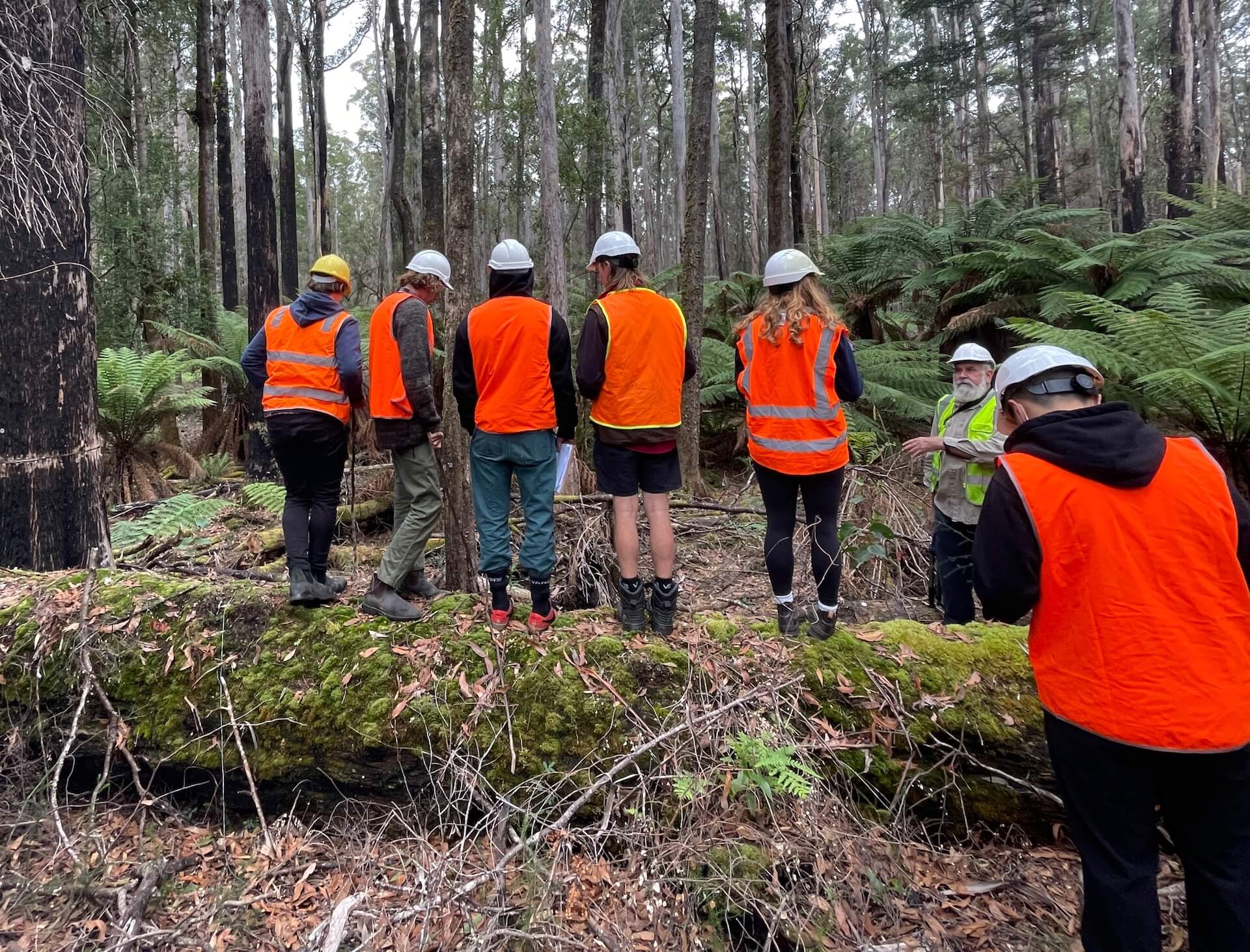 college students standing on log in forest